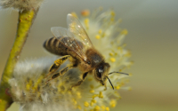 8.3. - Anfängerkurs - Einführung in die Bienenhaltung