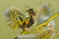 8.3. - Anfängerkurs - Einführung in die Bienenhaltung