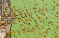 20.9. -  Anfängerkurs - Einführung in die Bienenhaltung 